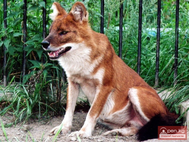 Красный волк