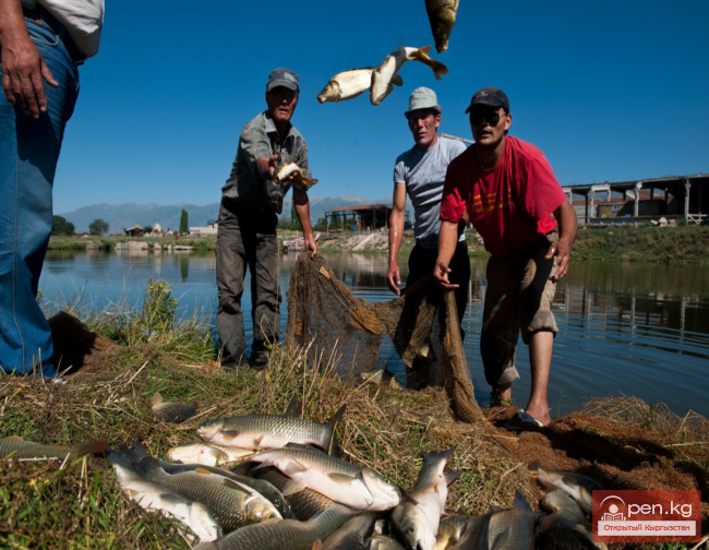 Животный мир Кыргызстана