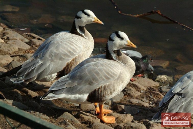 Горные гуси Кыргызстана