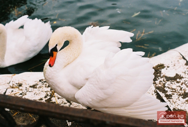 Лебеди Кыргызстана