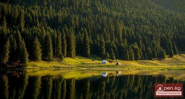 Леса Кыргызстана Леса Кыргызстана