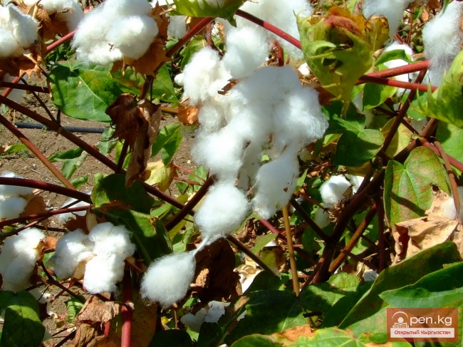 Хлопчатник Хлопчатник