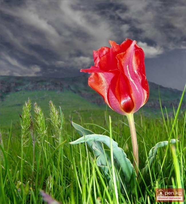 Тюльпан Тюльпан