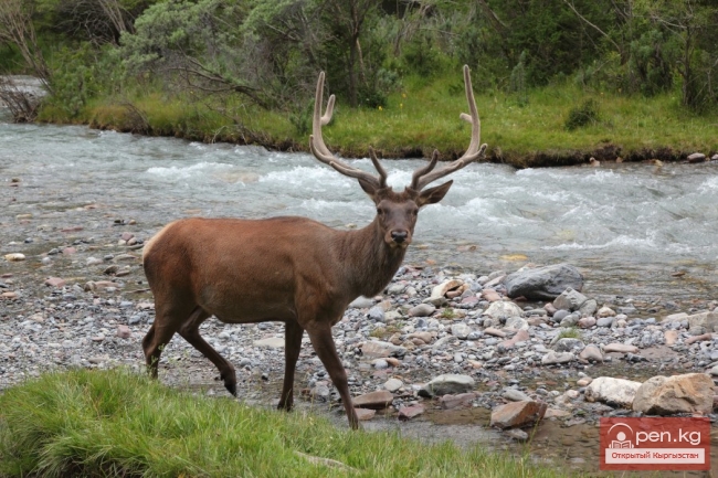 Марал Марал
