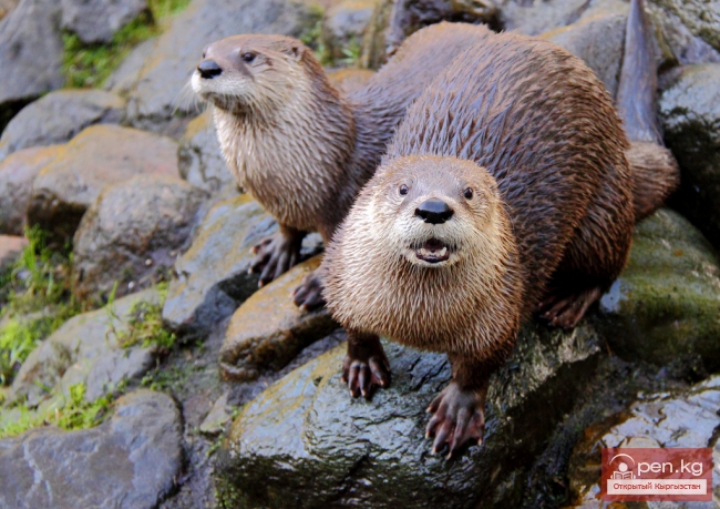 Выдра Выдра