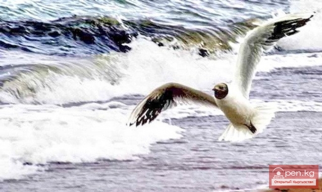 Иссык-Кульская область