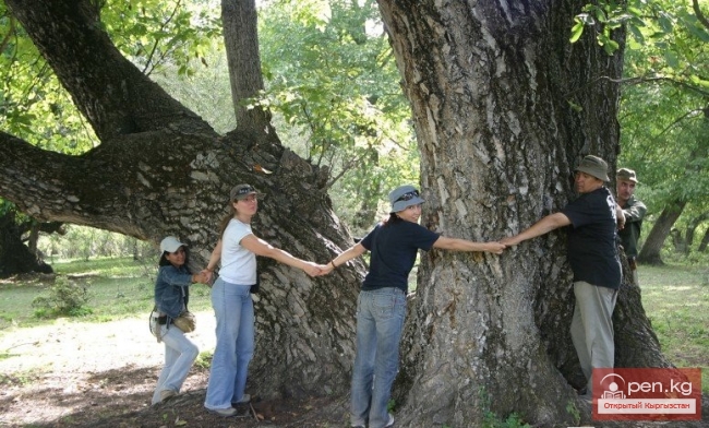 Реликтовые орехо-плодовые леса Арсланбоба