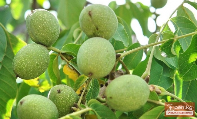 Ущелье Гава-сай