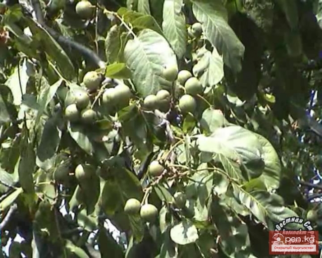 Арсланбоб-уникальные ореховые леса