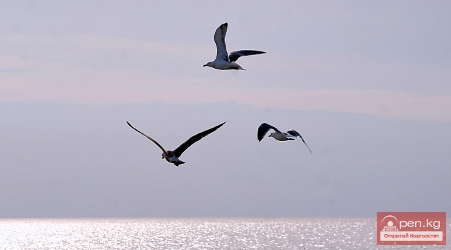 Животный мир Кыргызстана