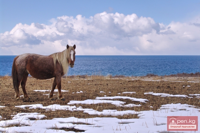 Животный мир Кыргызстана