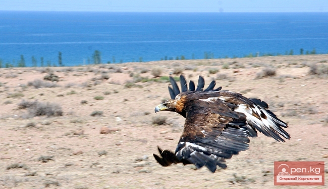 Животный мир Кыргызстана