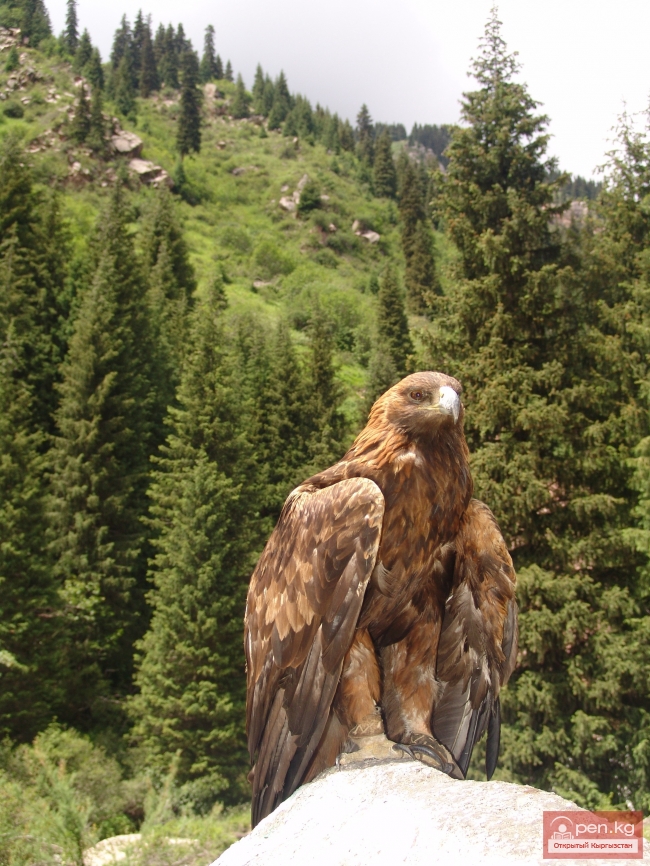 Животный мир Кыргызстана