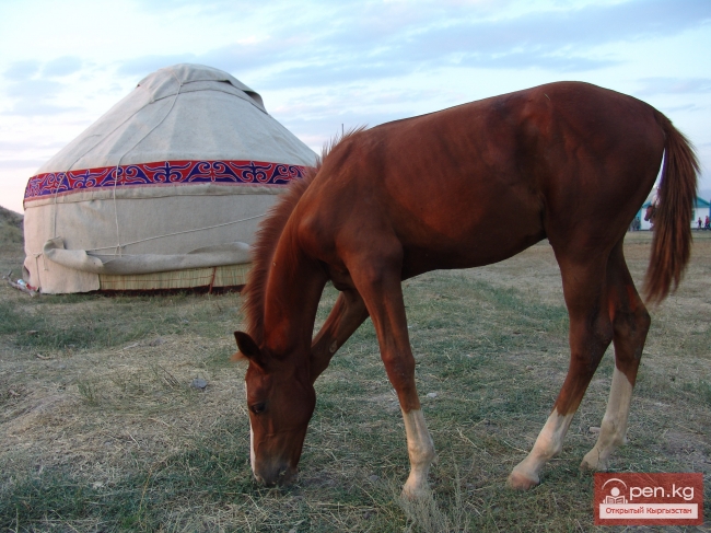 Животный мир Кыргызстана