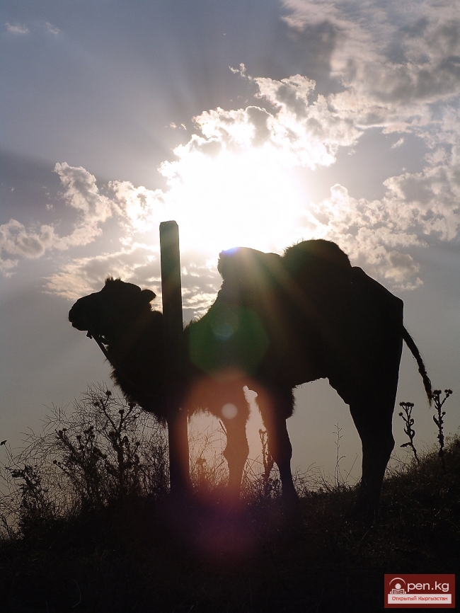 Животный мир Кыргызстана