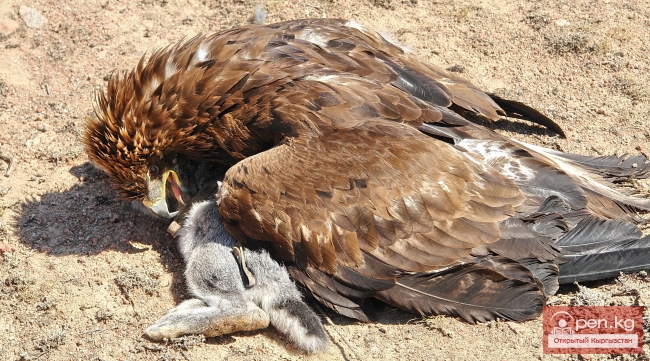 Животный мир Кыргызстана