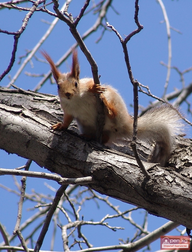 Животный мир Кыргызстана