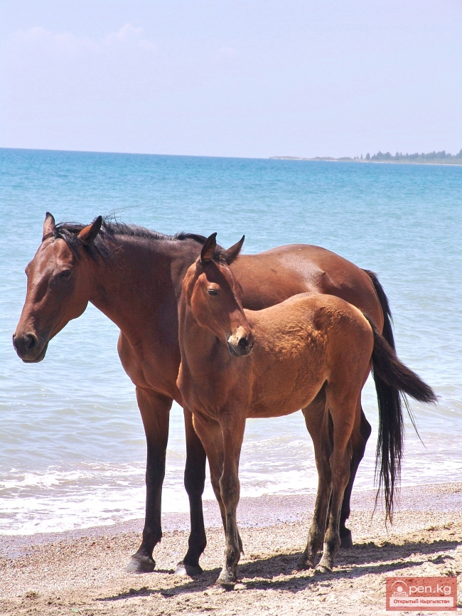 Животный мир Кыргызстана