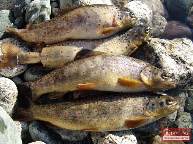 Животный мир Кыргызстана