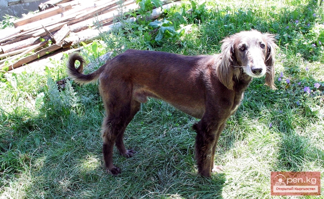 Животный мир Кыргызстана