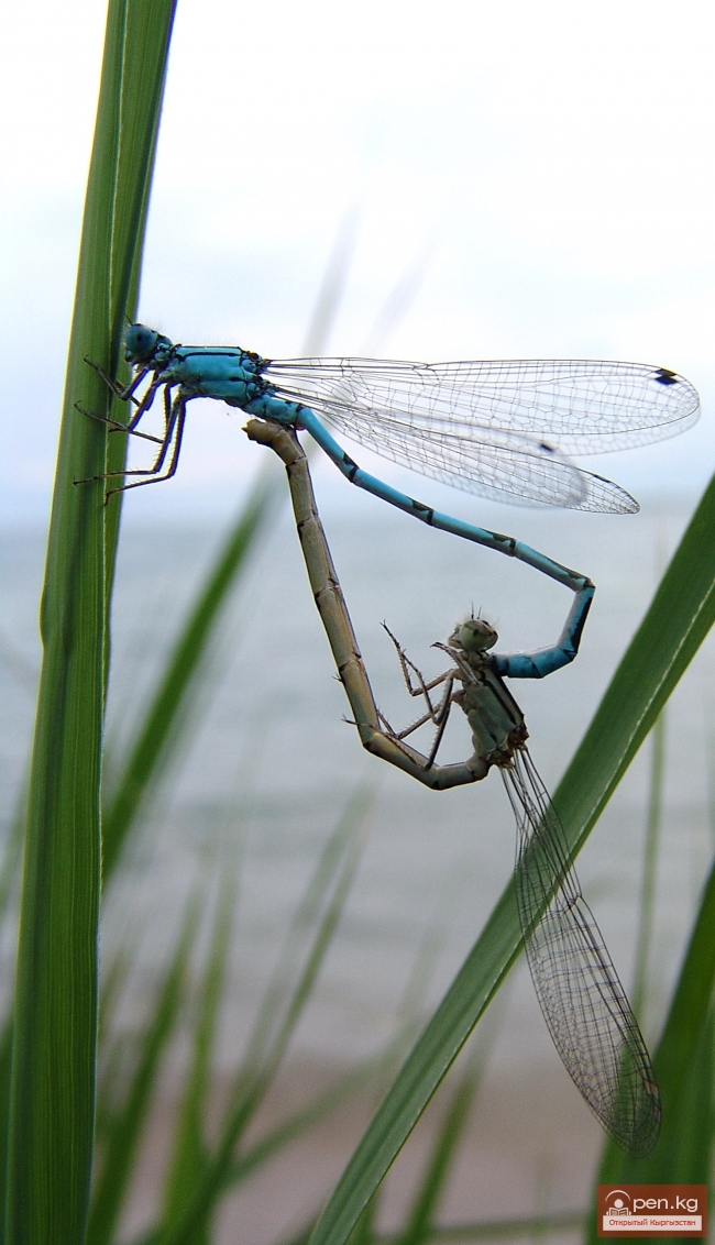 Животный мир Кыргызстана