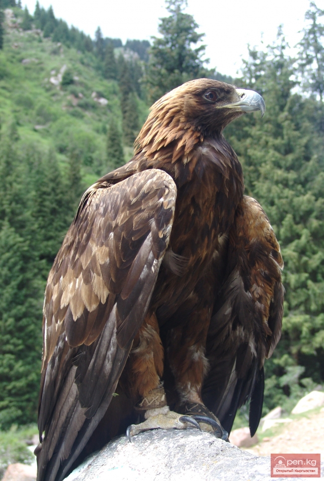 Животный мир Кыргызстана