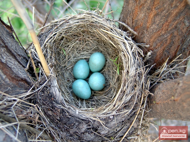 Животный мир Кыргызстана