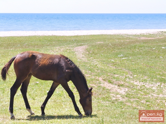 Животный мир Кыргызстана