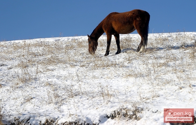 Животный мир Кыргызстана