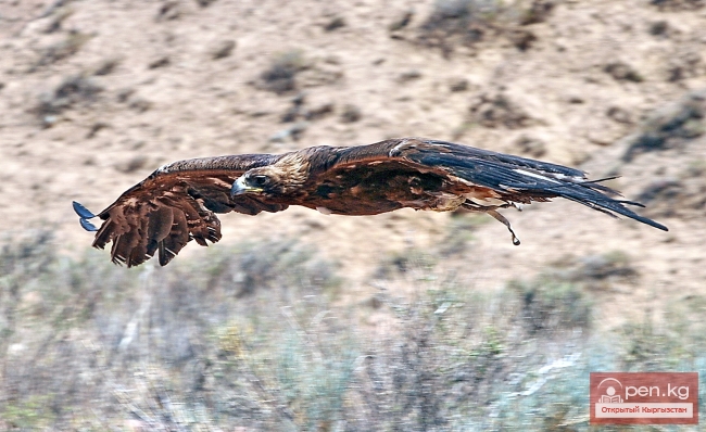 Животный мир Кыргызстана