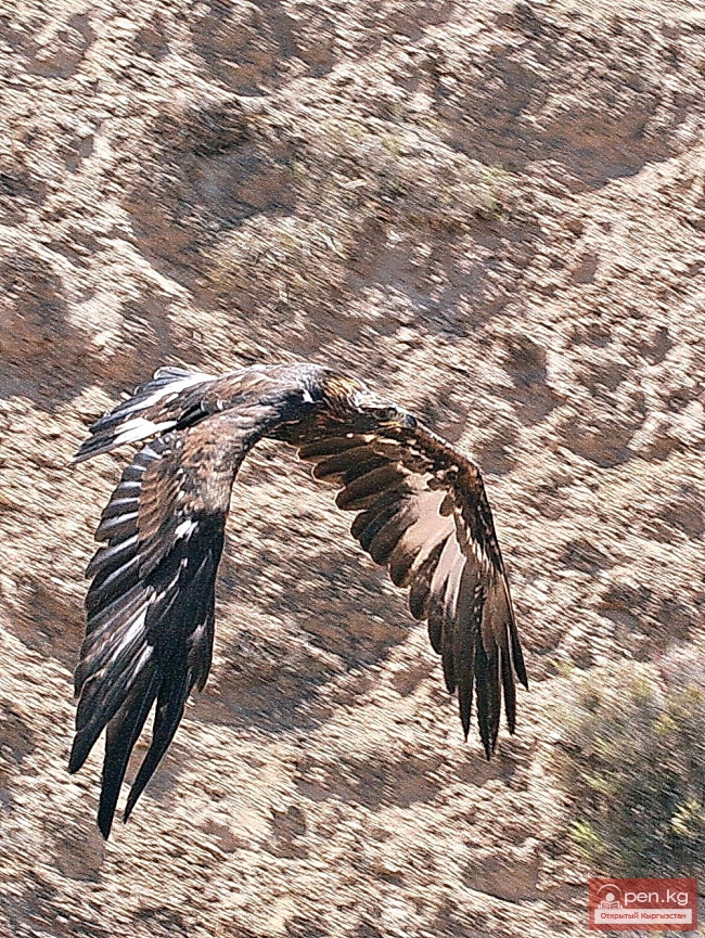 Животный мир Кыргызстана