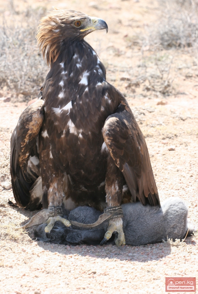 Животный мир Кыргызстана