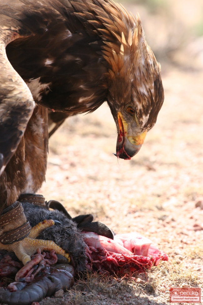 Животный мир Кыргызстана