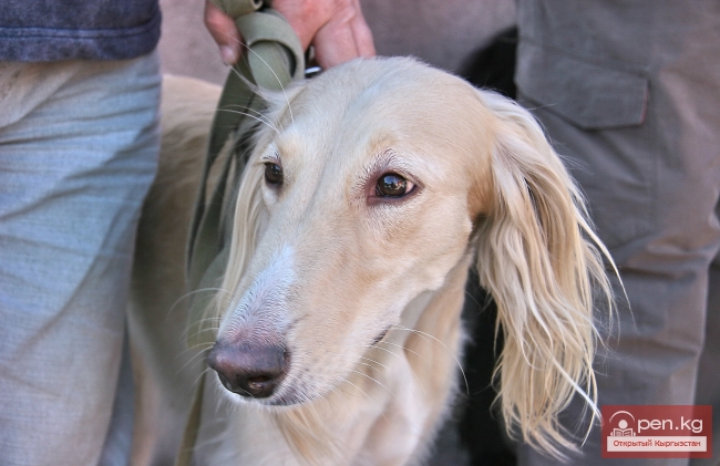 Животный мир Кыргызстана