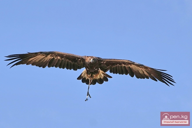 Животный мир Кыргызстана