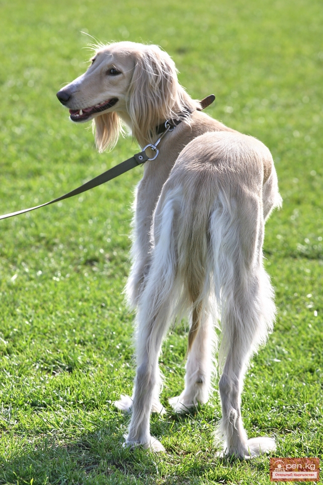 Животный мир Кыргызстана