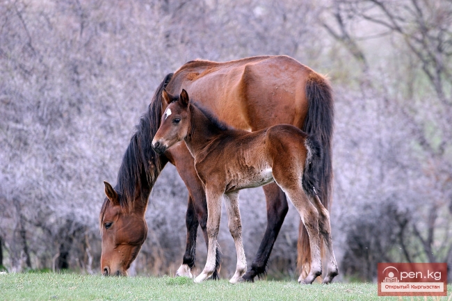 Животный мир Кыргызстана