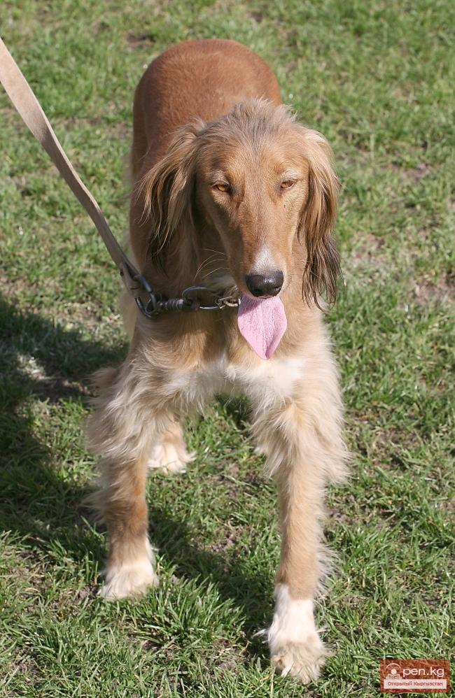 Животный мир Кыргызстана