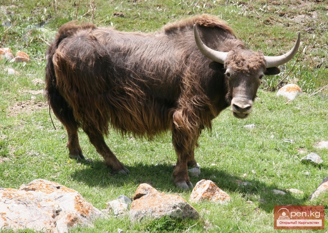 Животный мир Кыргызстана