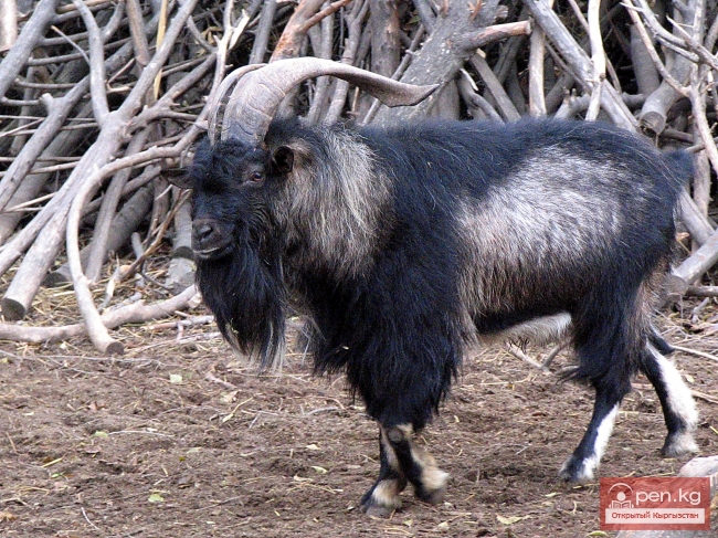 Животный мир Кыргызстана