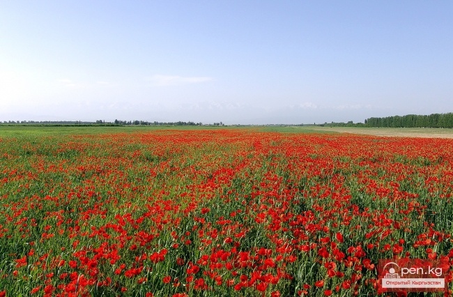 Природа Кыргызстана