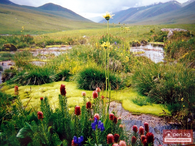 Природа Кыргызстана