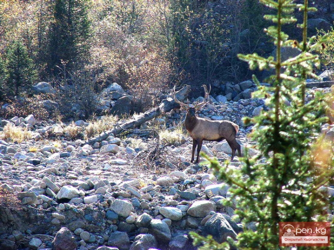 Дикая природа Кыргызстана