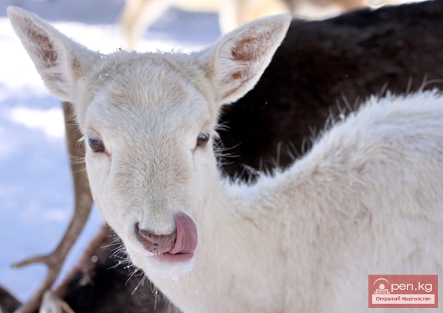 Каракольский зоопарк