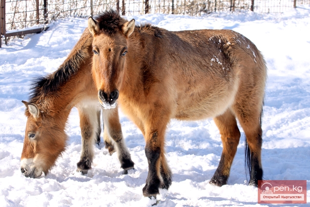 Каракольский зоопарк