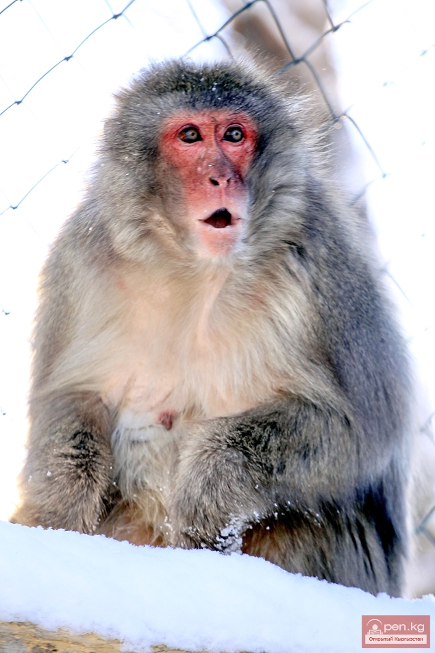 Каракольский зоопарк