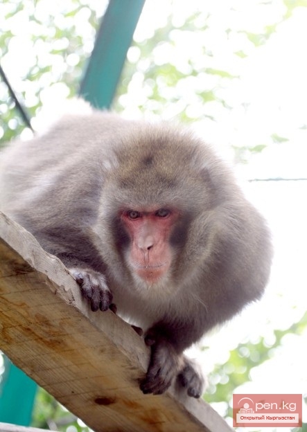 Каракольский зоопарк