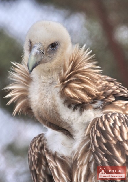 Каракольский зоопарк