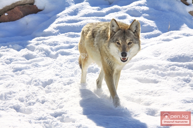 Каракольский зоопарк