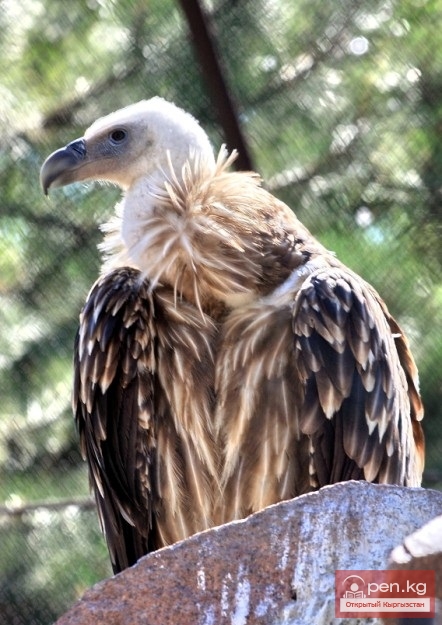 Каракольский зоопарк